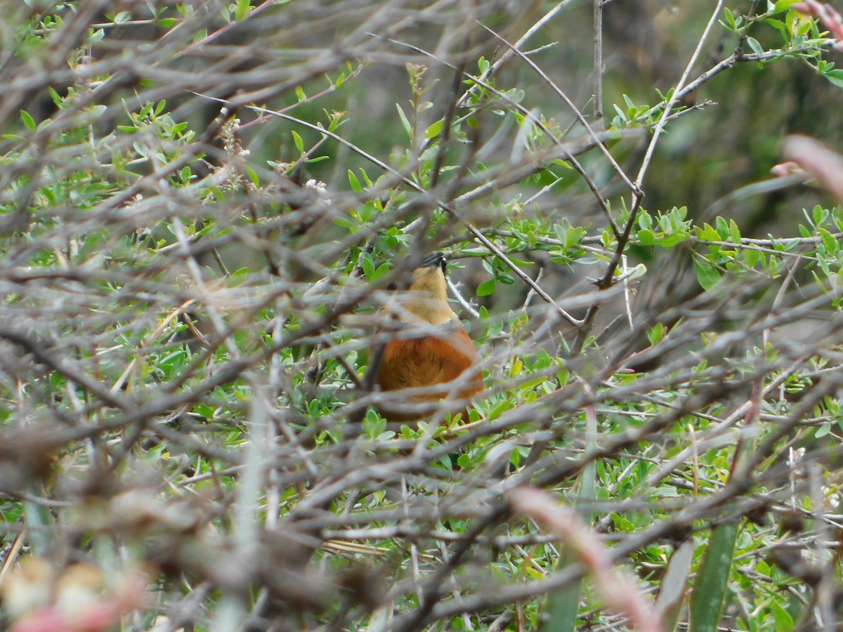 Zeytin Tepeli Hilalgerdan - ML645331430