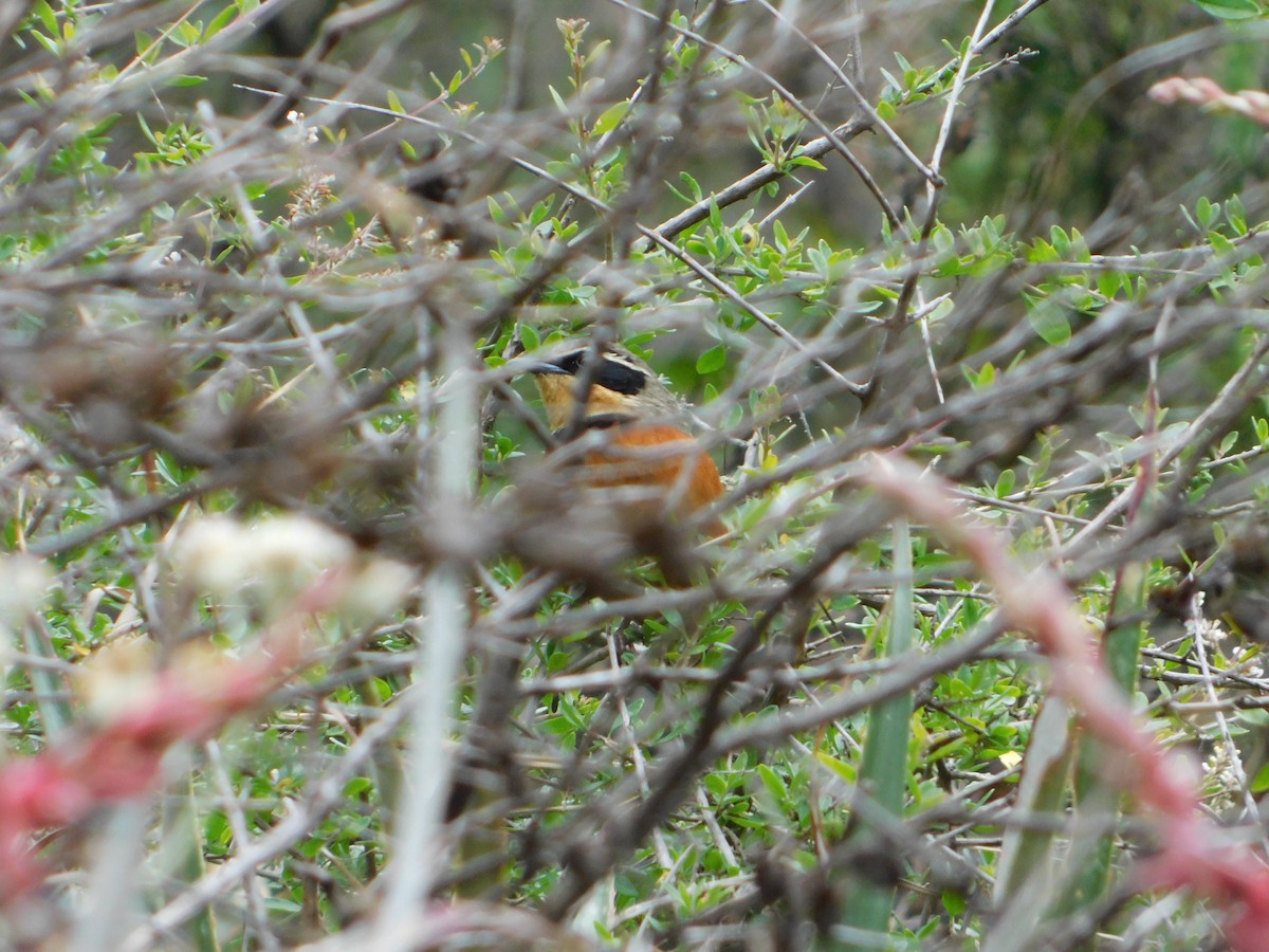 Zeytin Tepeli Hilalgerdan - ML645331431