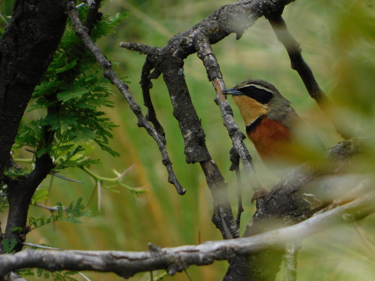 Zeytin Tepeli Hilalgerdan - ML645331432