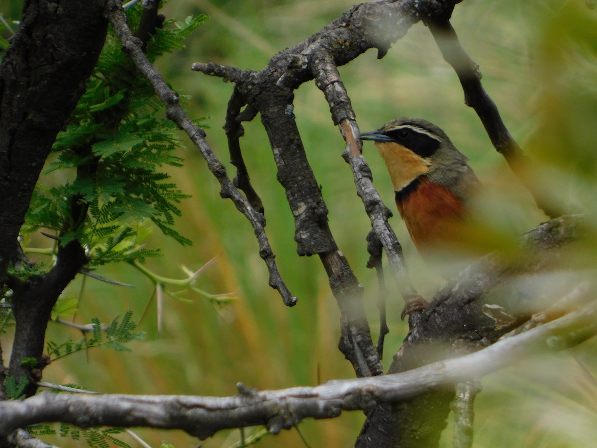 Zeytin Tepeli Hilalgerdan - ML645331433