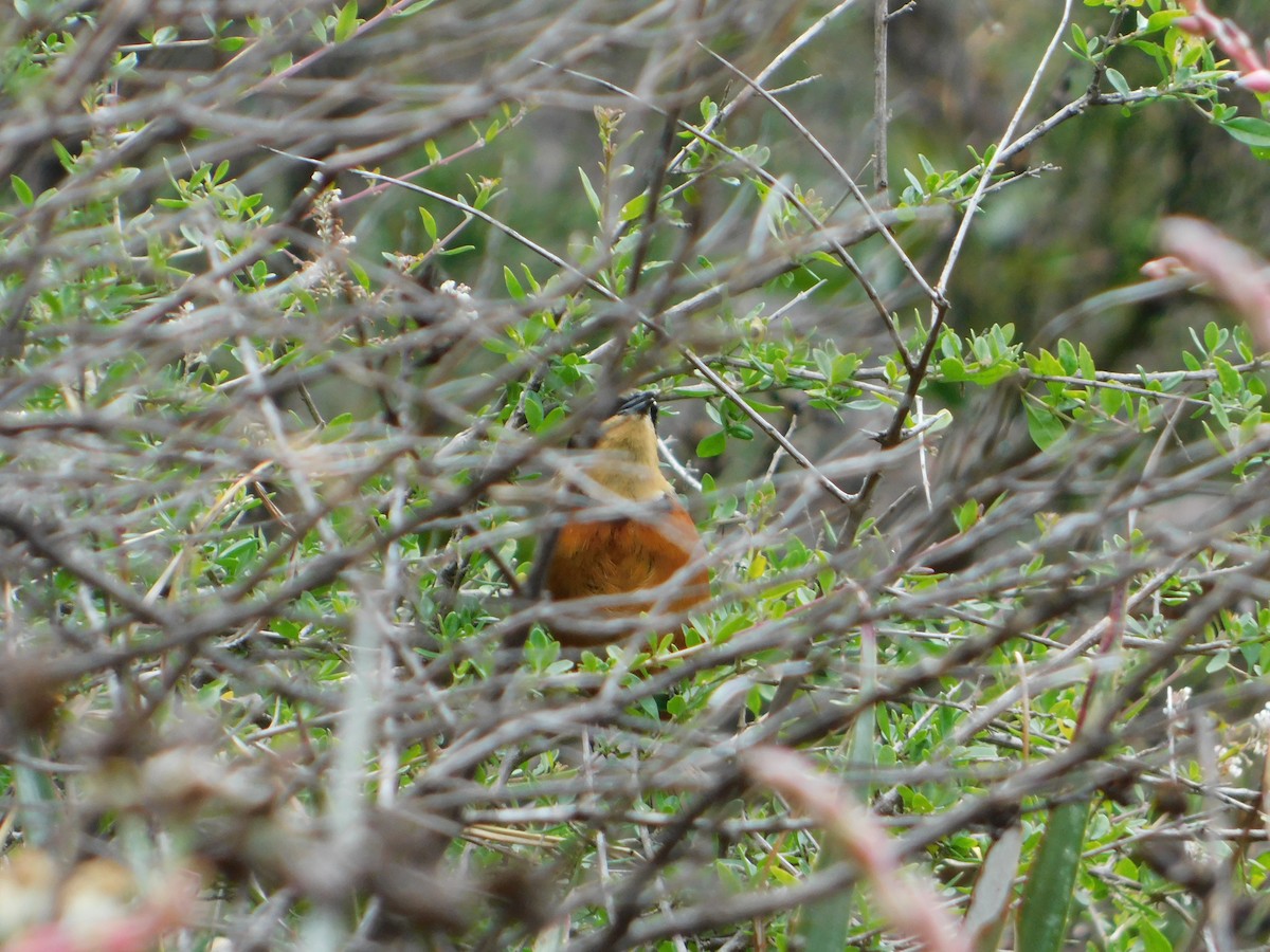 Zeytin Tepeli Hilalgerdan - ML645331434