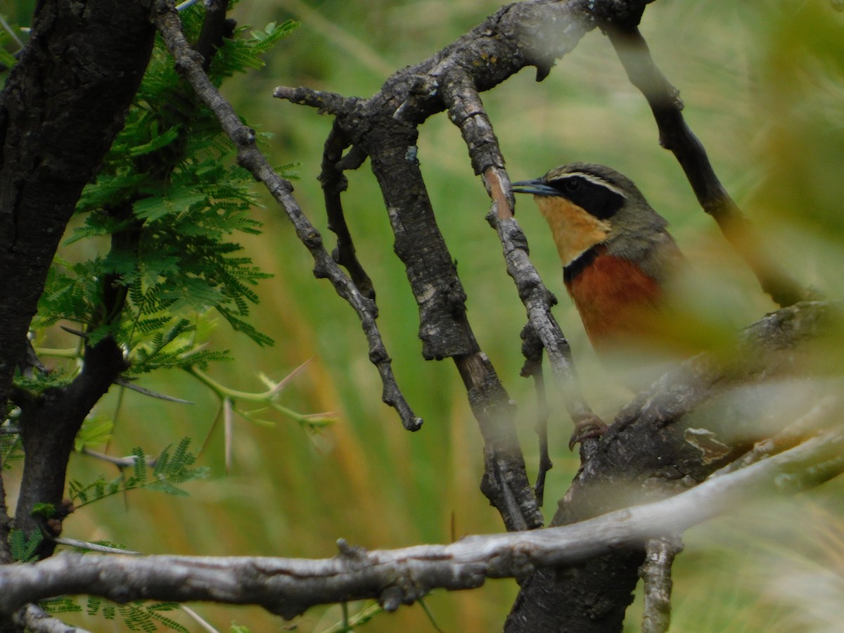 Zeytin Tepeli Hilalgerdan - ML645331435