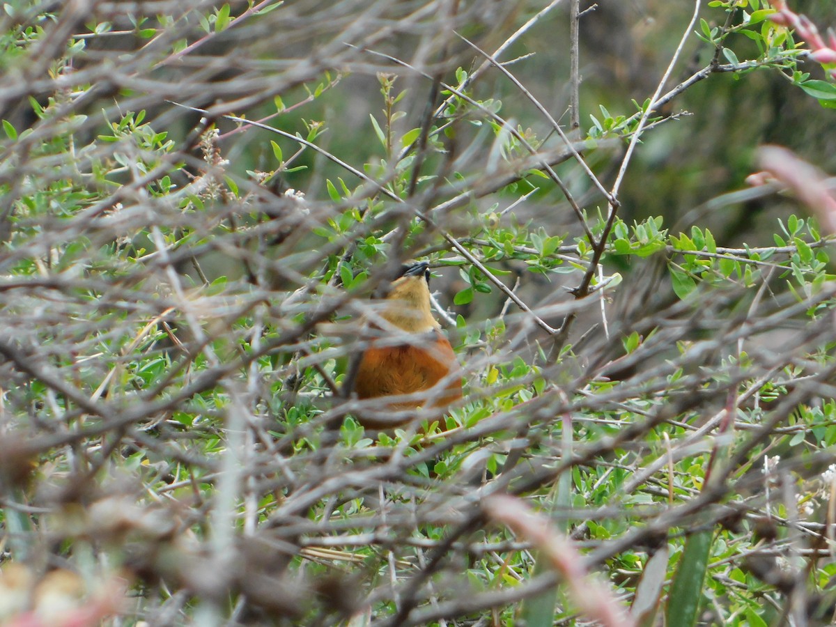 Zeytin Tepeli Hilalgerdan - ML645331436
