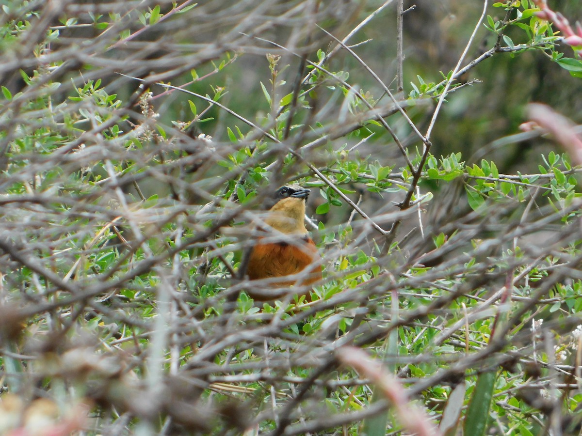 Zeytin Tepeli Hilalgerdan - ML645331437
