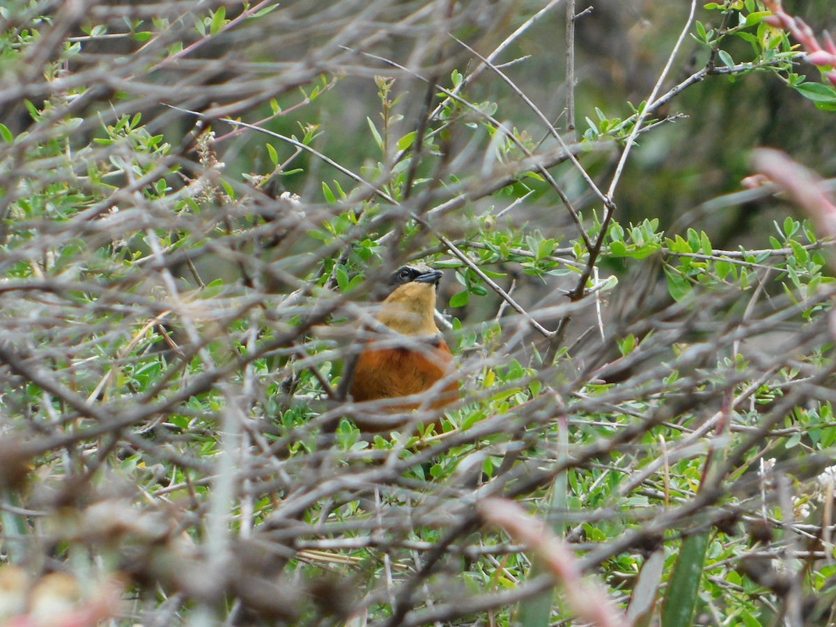 Zeytin Tepeli Hilalgerdan - ML645331438