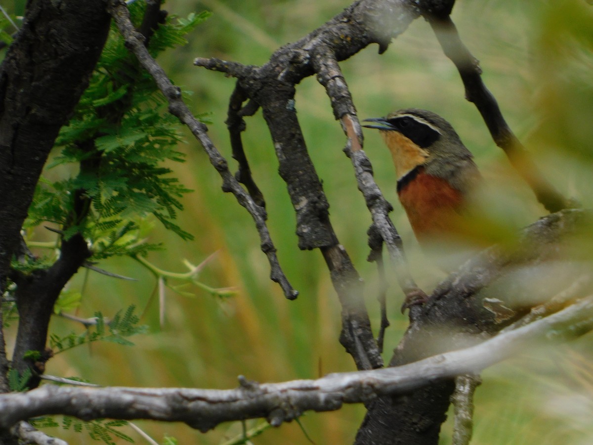 Zeytin Tepeli Hilalgerdan - ML645331439