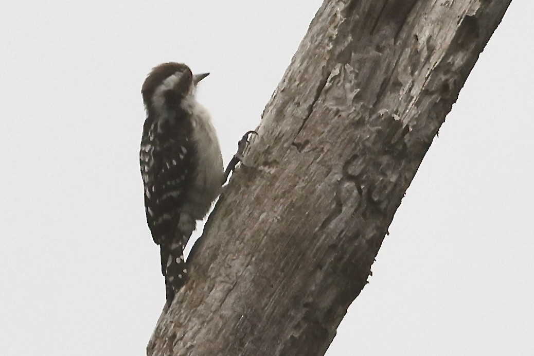 Brown-capped Pygmy Woodpecker - ML645331450