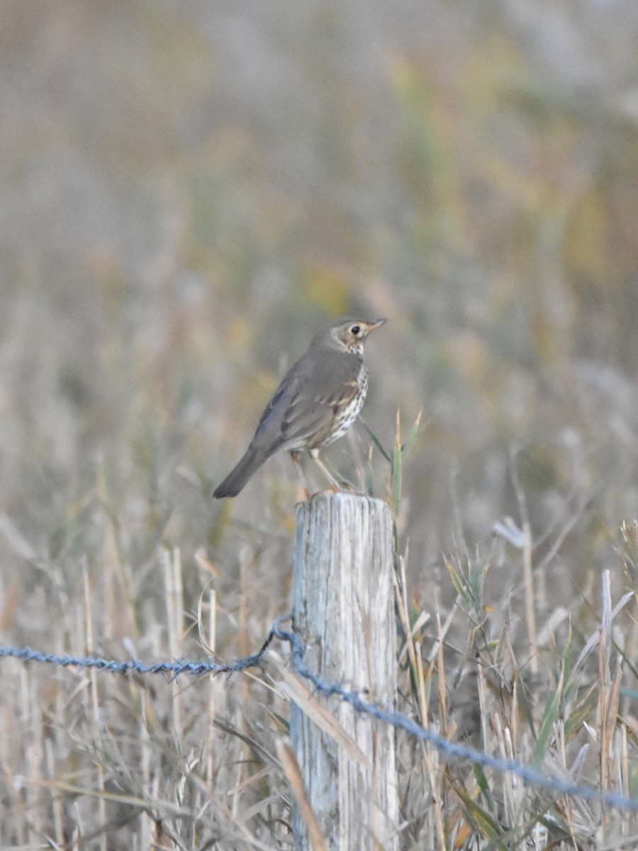 Song Thrush - ML645331451