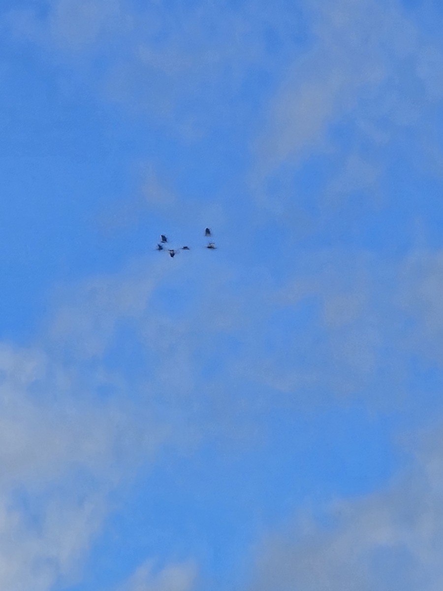 Sandhill Crane - ML645331453