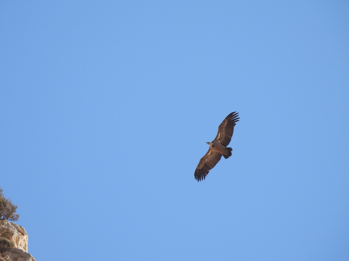 נשר מקראי - ML645331460