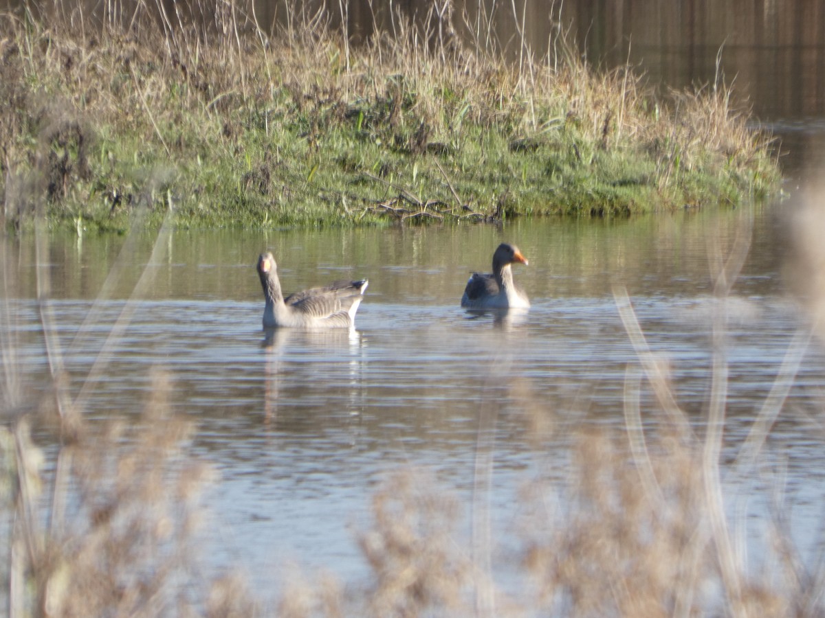 Graylag Goose - ML645331463