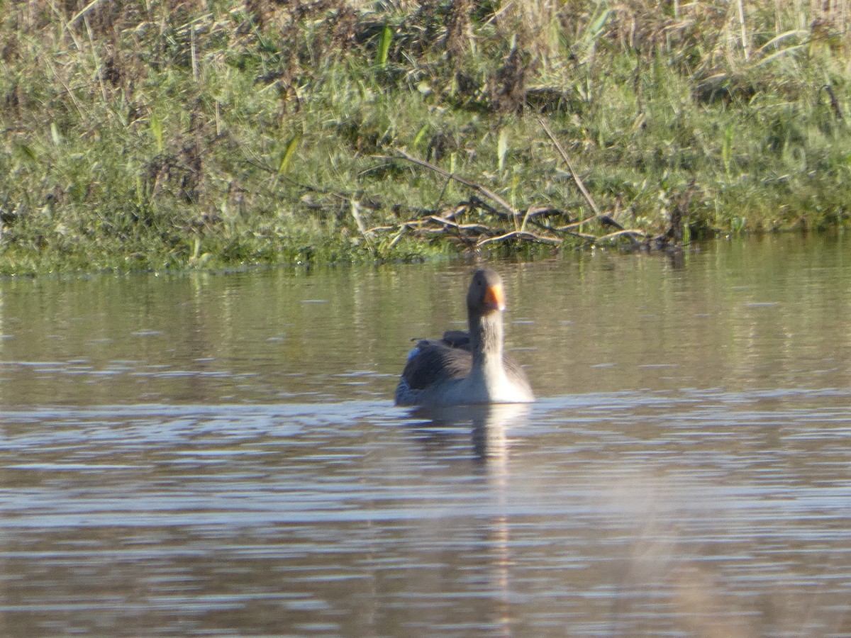 Graylag Goose - ML645331464