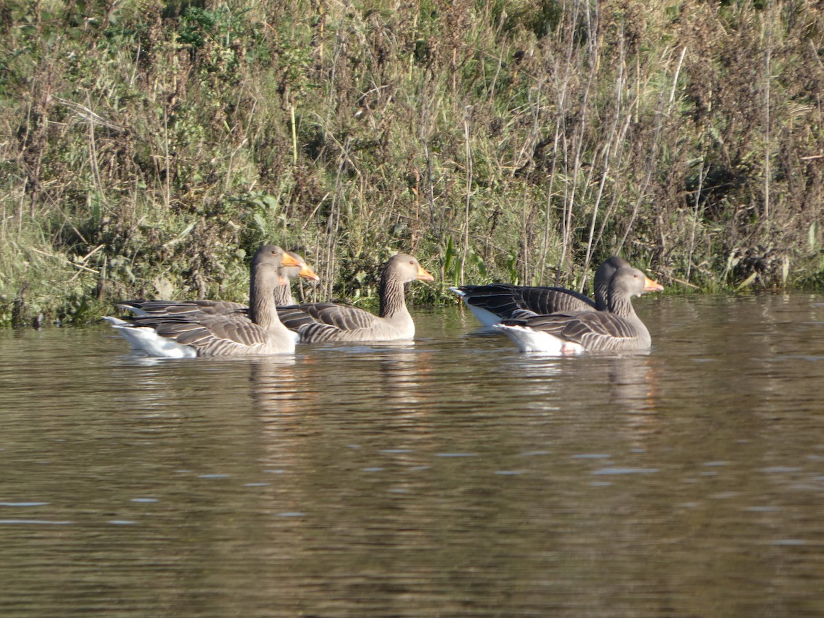 Graylag Goose - ML645331465