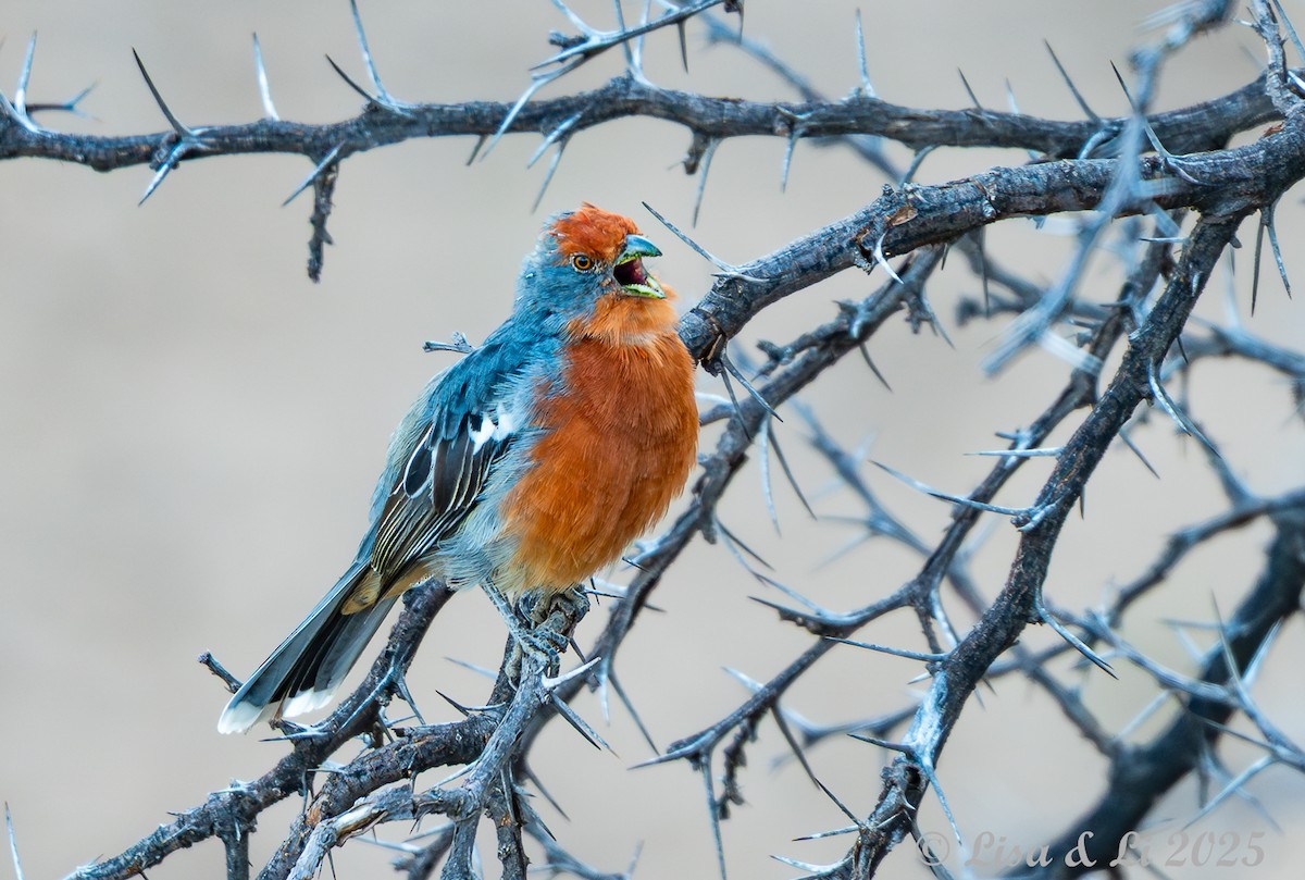 Рара червоновола - ML645331469