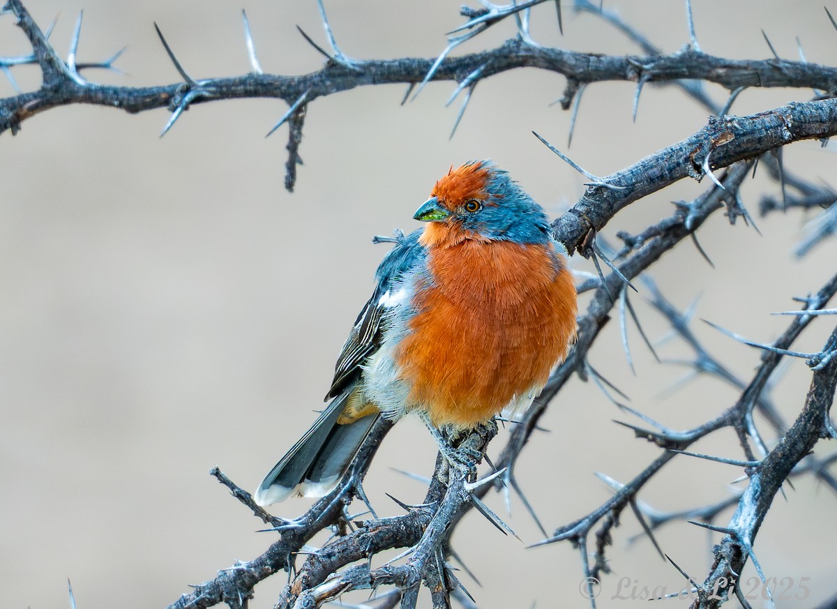 Рара червоновола - ML645331470