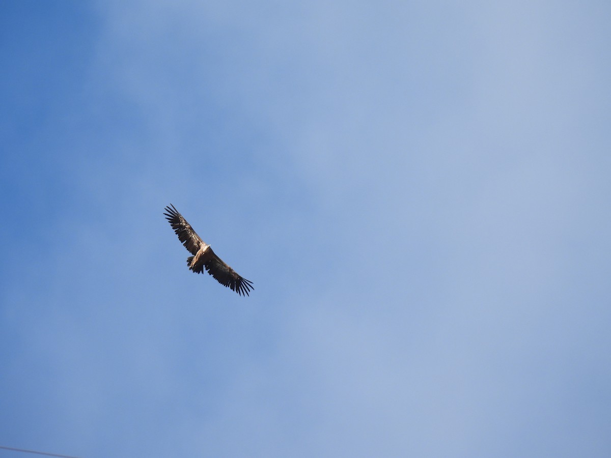 נשר מקראי - ML645331472