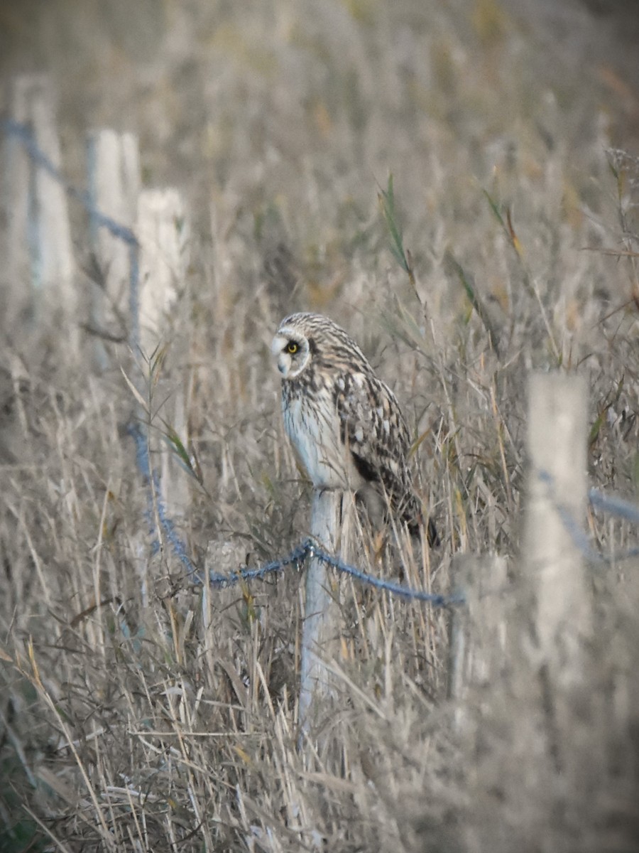 コミミズク - ML645331486