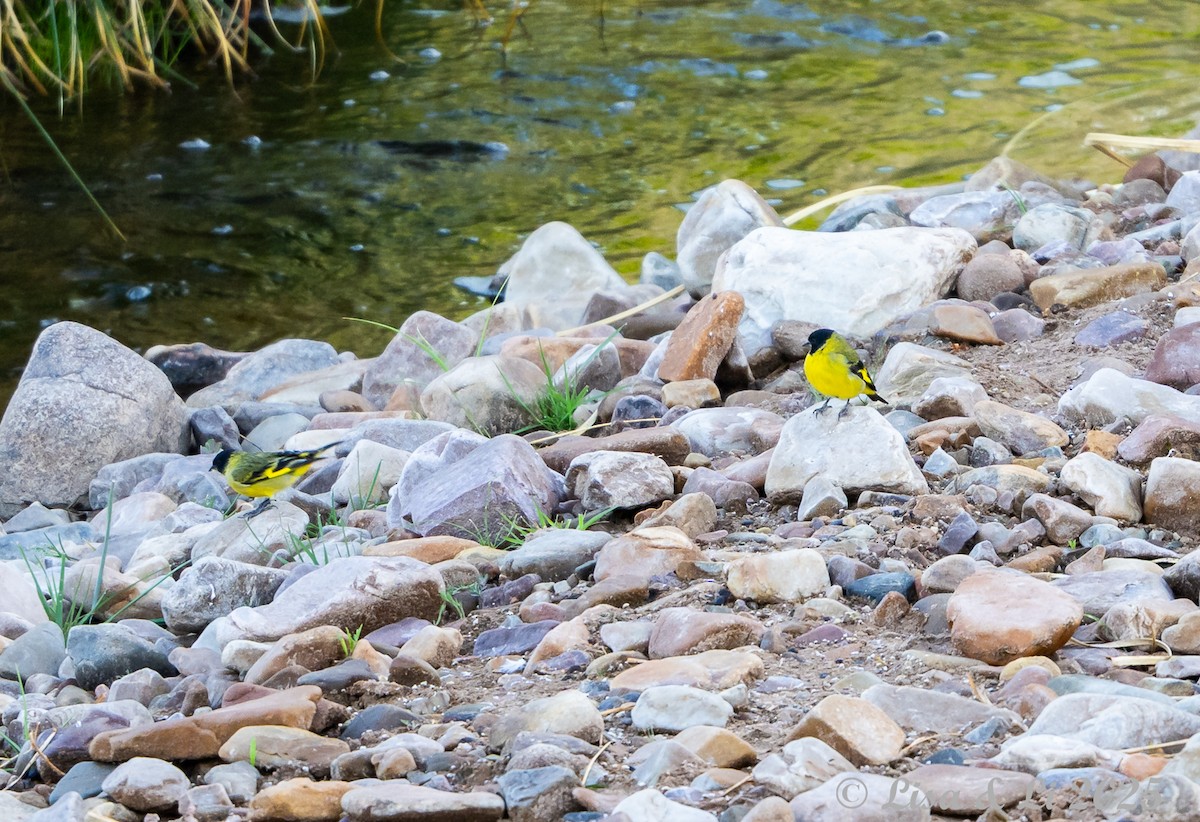 Hooded Siskin - ML645331487