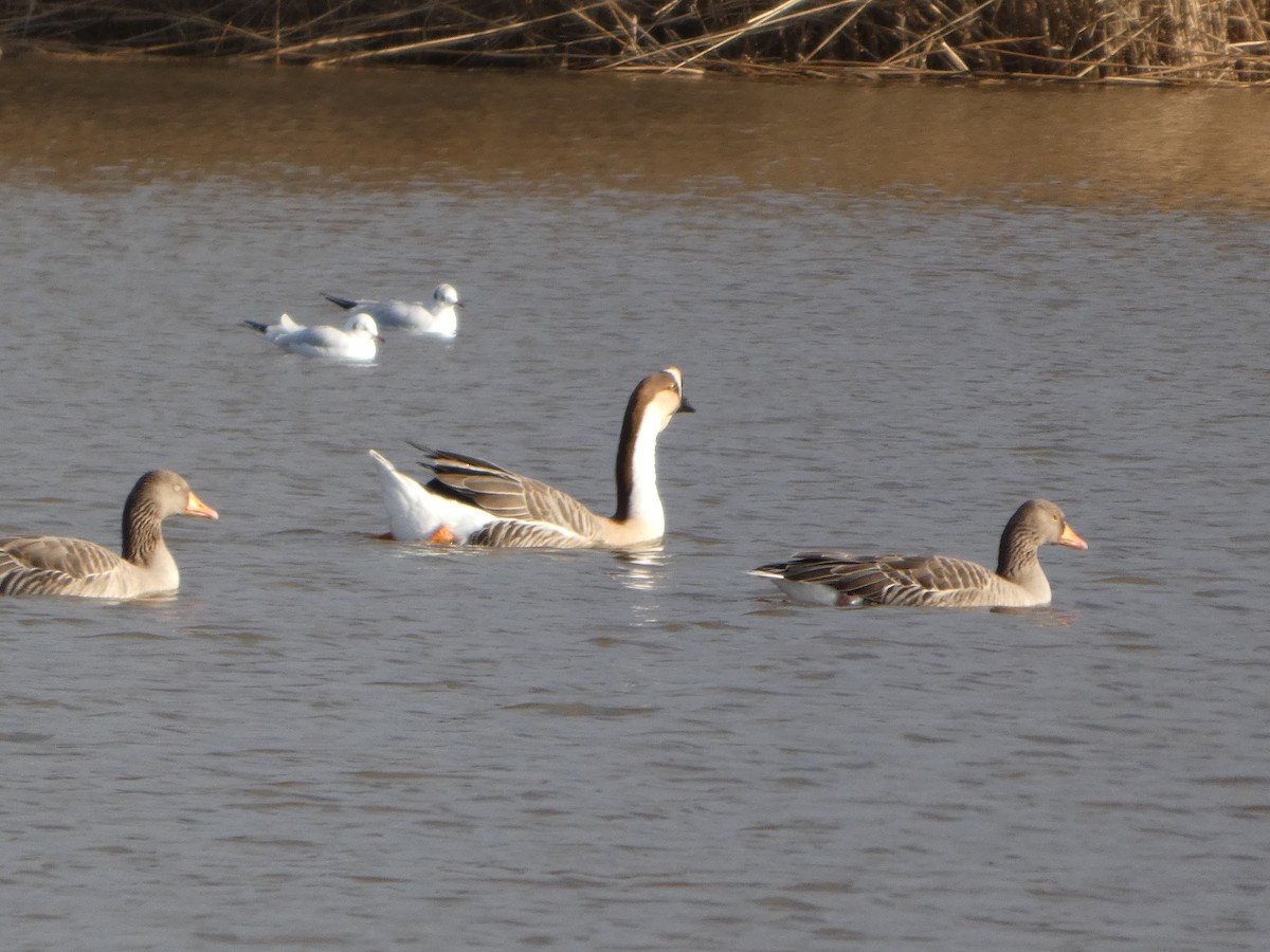 Ánsar Cisnal - ML645331489