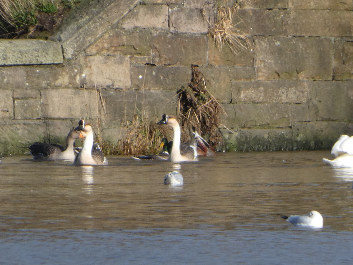 Ánsar Cisnal - ML645331490