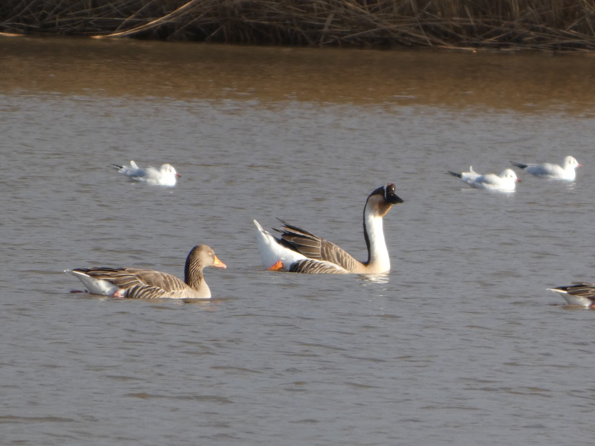 Ánsar Cisnal - ML645331491