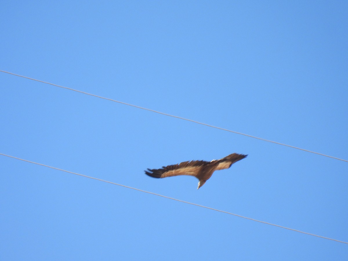 נשר מקראי - ML645331500
