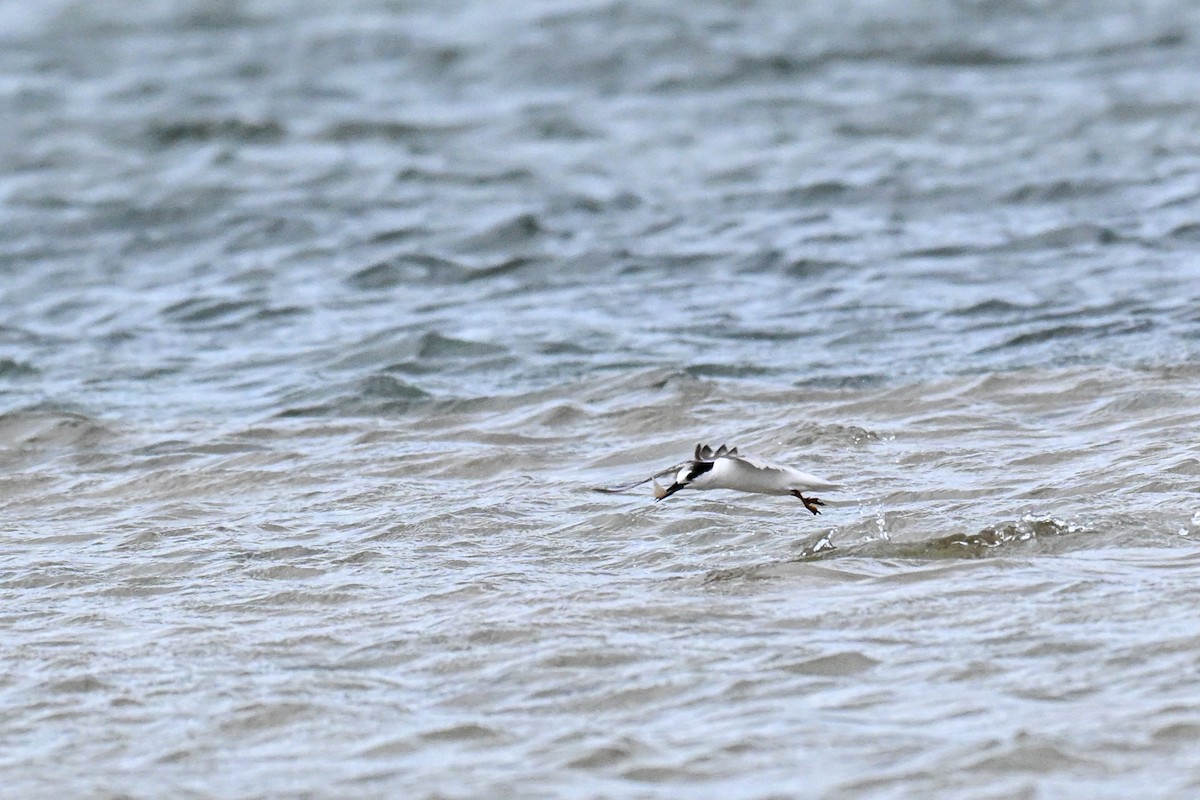 Little Tern - ML645331510