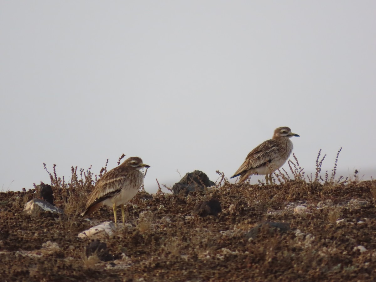 Eurasian Thick-knee - ML645331513
