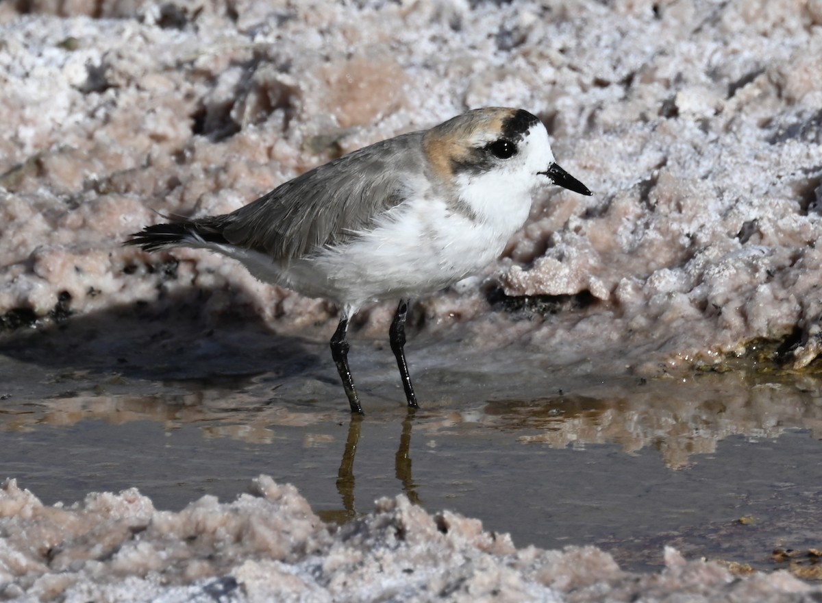 Puna Plover - ML645331519