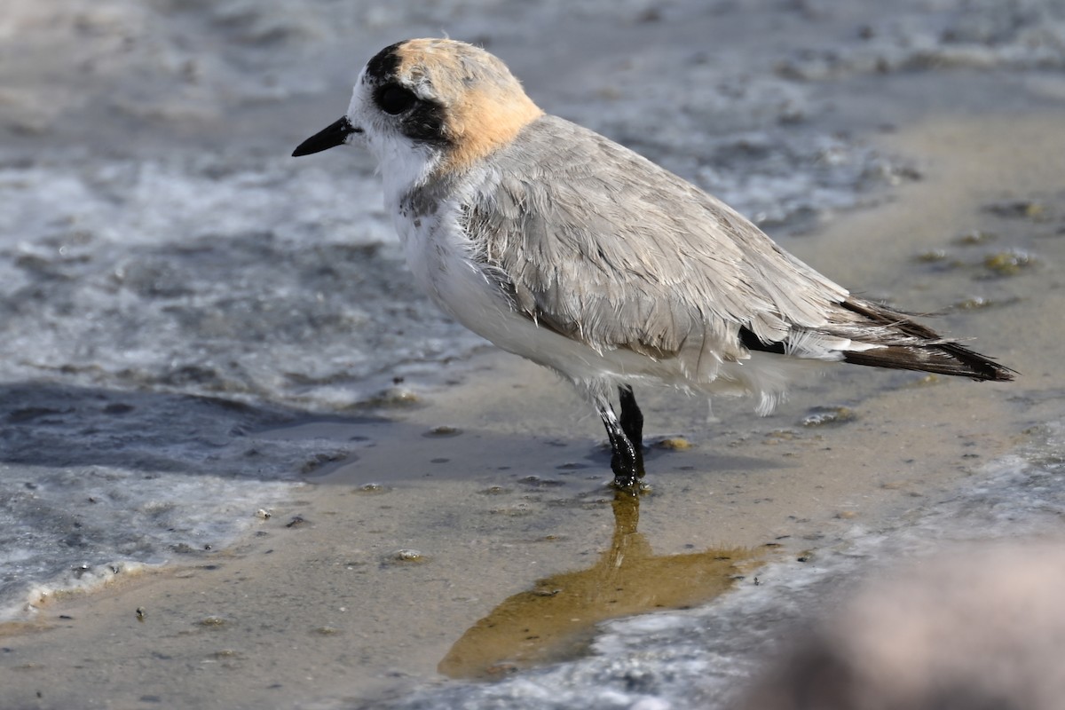 Puna Plover - ML645331520
