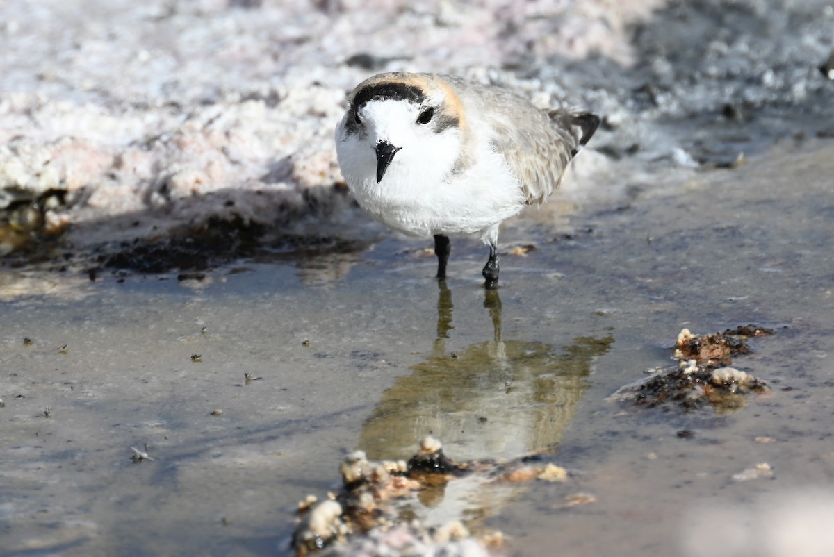 Puna Plover - ML645331521