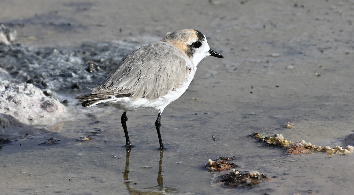 Puna Plover - ML645331522