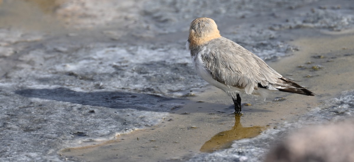 Puna Plover - ML645331523