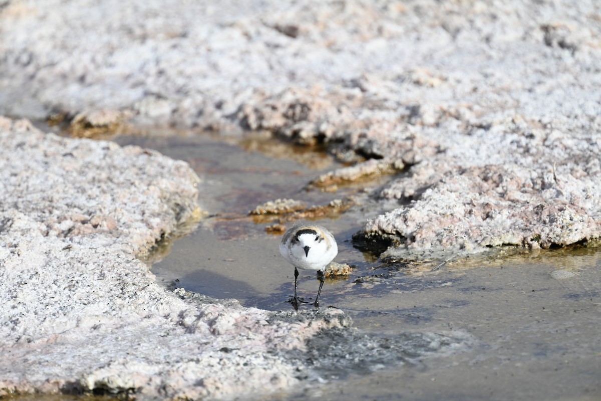 Puna Plover - ML645331524