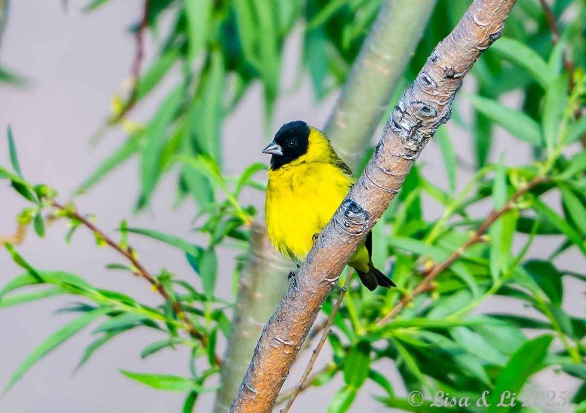 Hooded Siskin - ML645331526