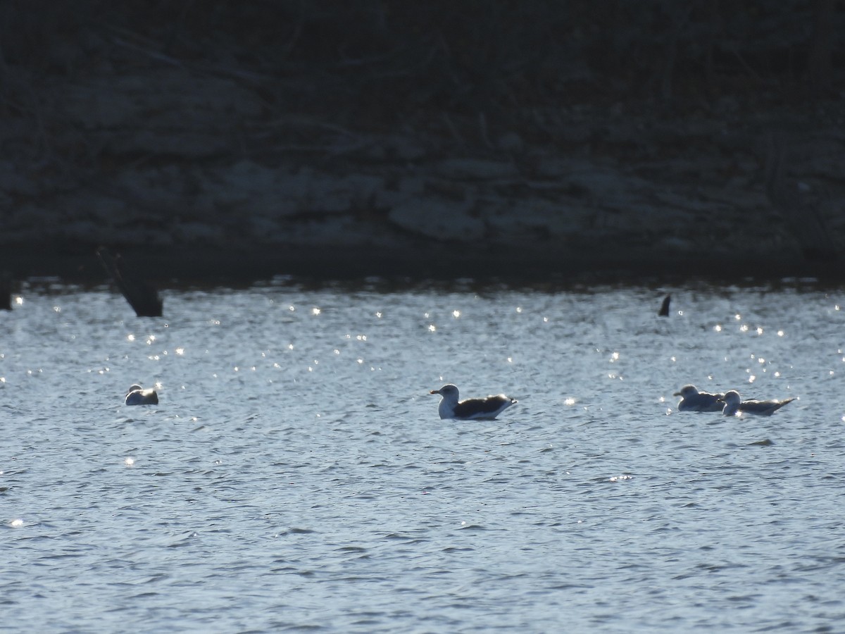 Lesser Black-backed Gull (graellsii) - ML645331527