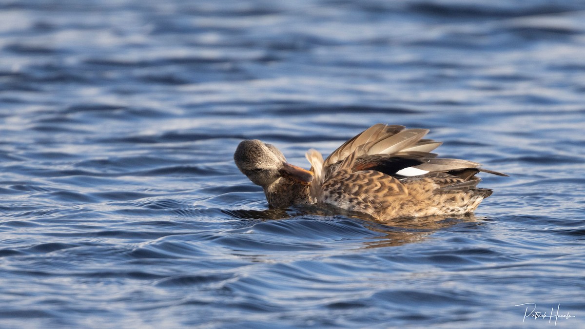 赤膀鴨 - ML645331543