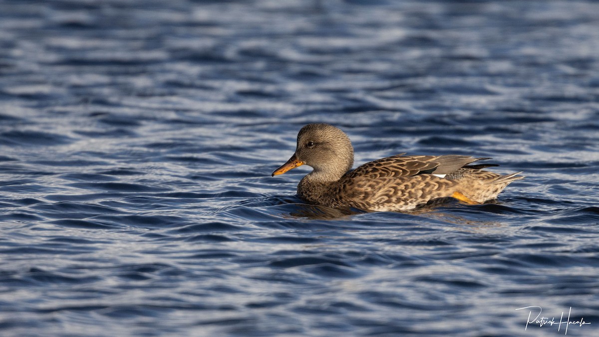 赤膀鴨 - ML645331544