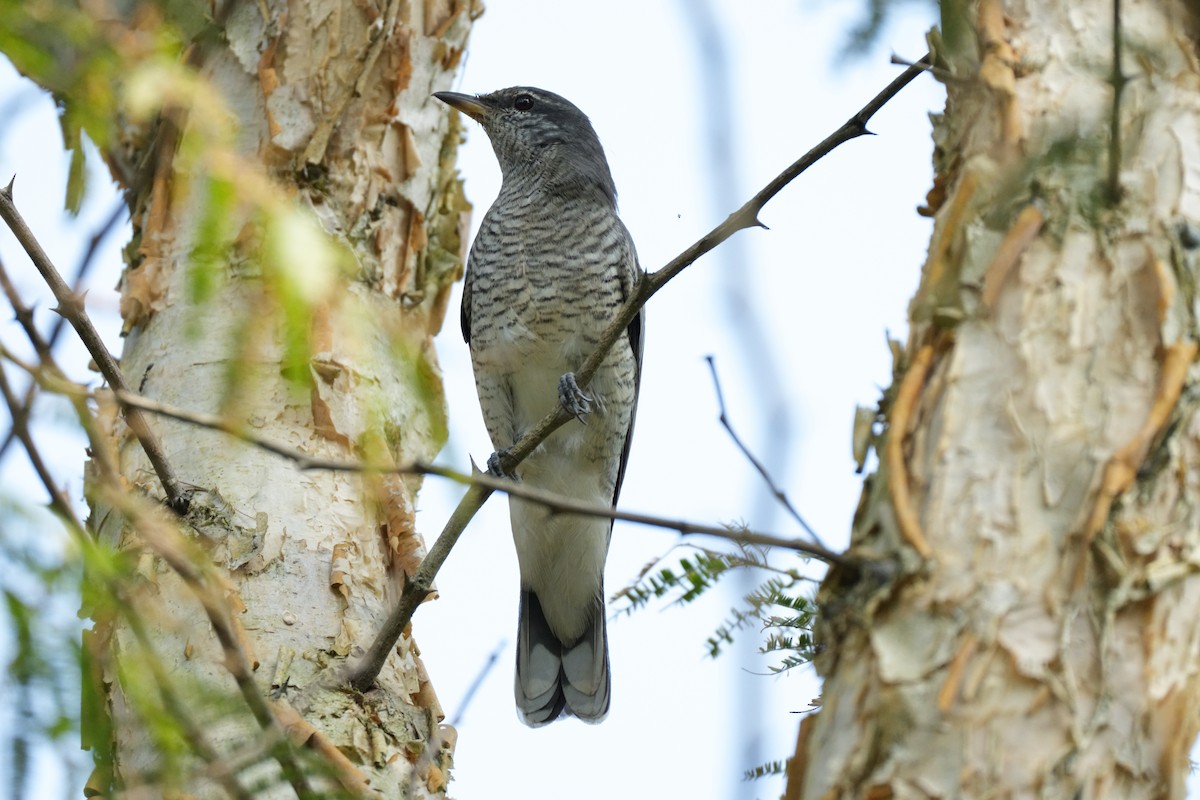 ズグロアサクラサンショウクイ - ML645331548