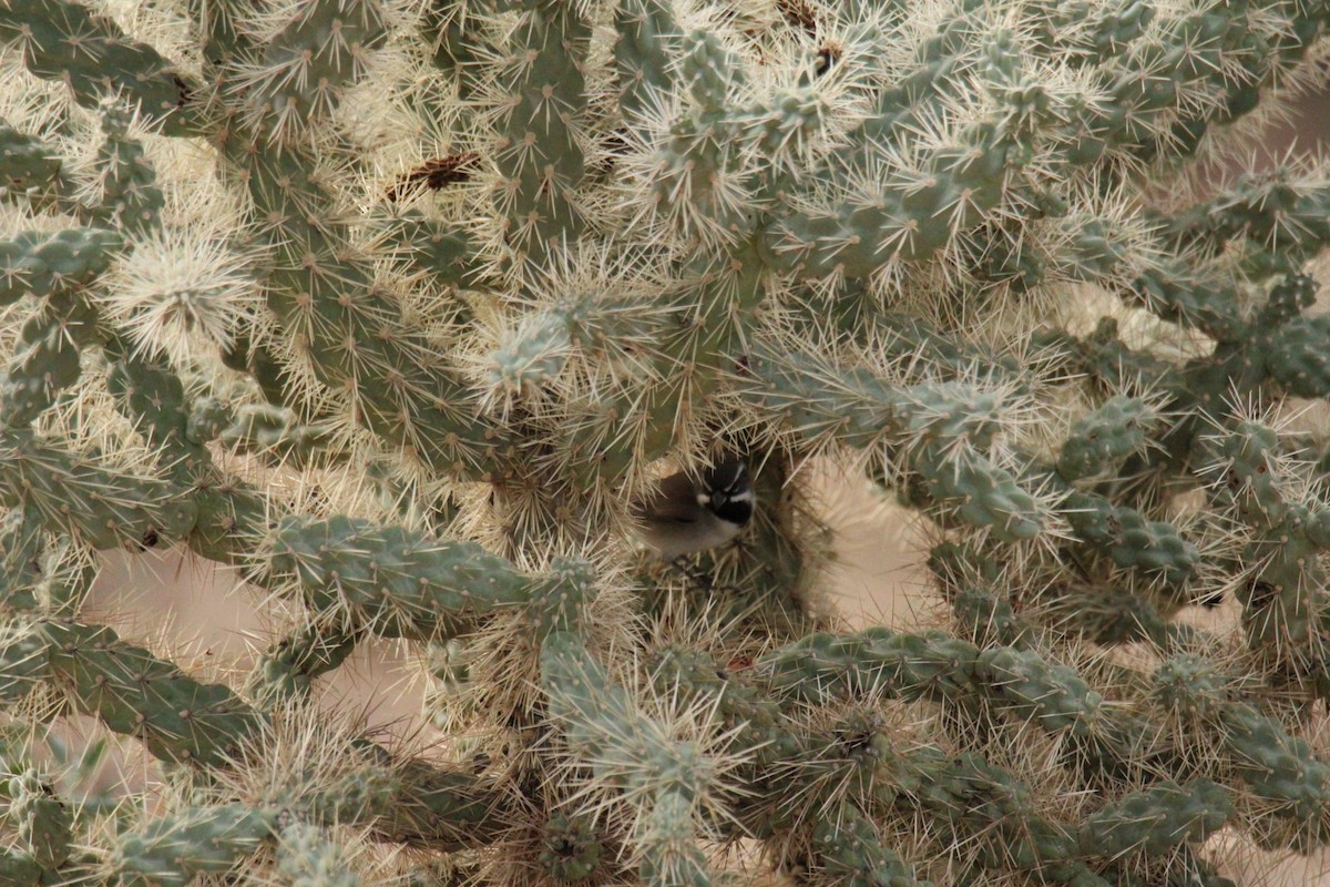 Black-throated Sparrow - ML645331549