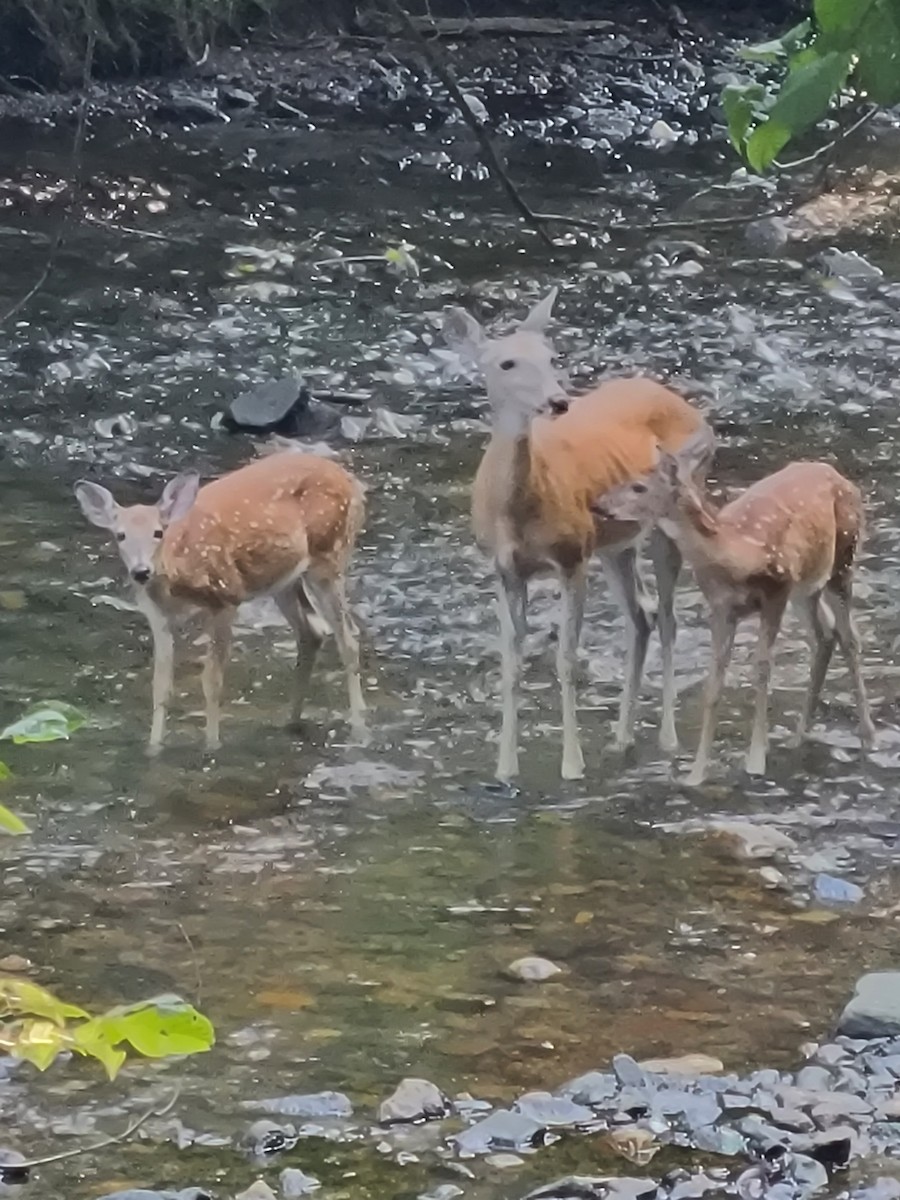 Animals - ML645331552