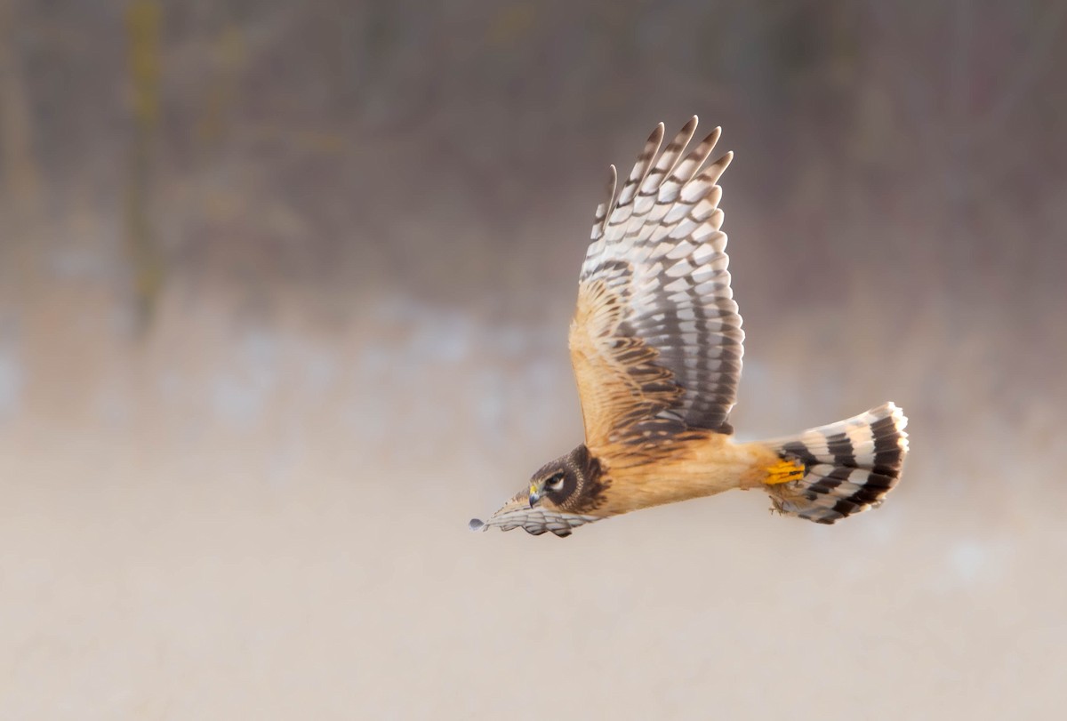 Northern Harrier - ML645331555