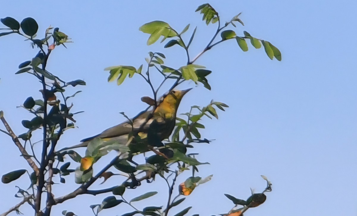 Paruline tigrée - ML645331574