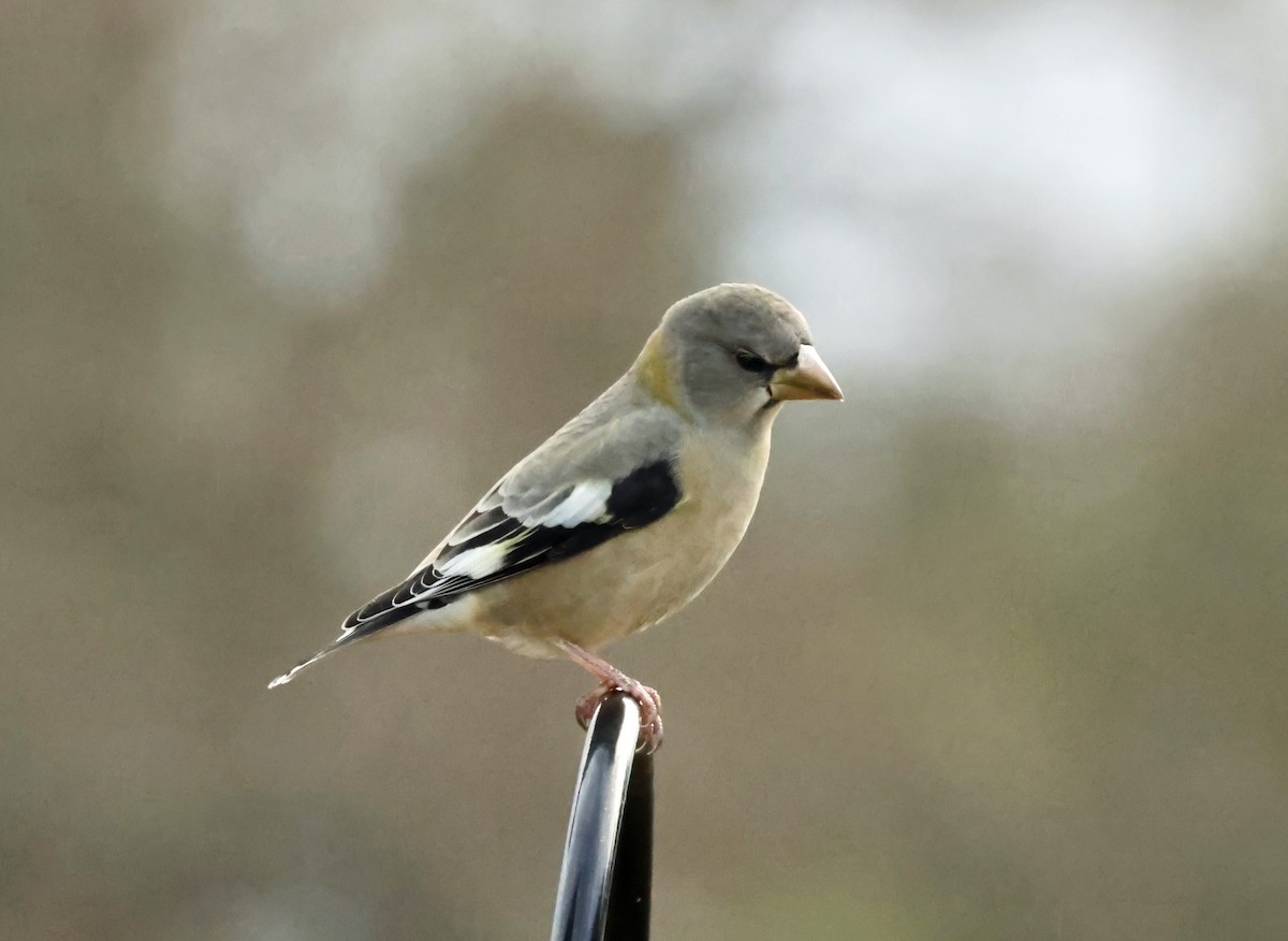 Evening Grosbeak - ML645331576