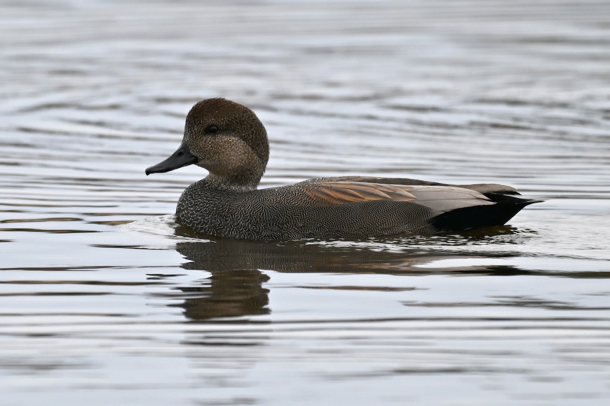 kopřivka obecná - ML645331578
