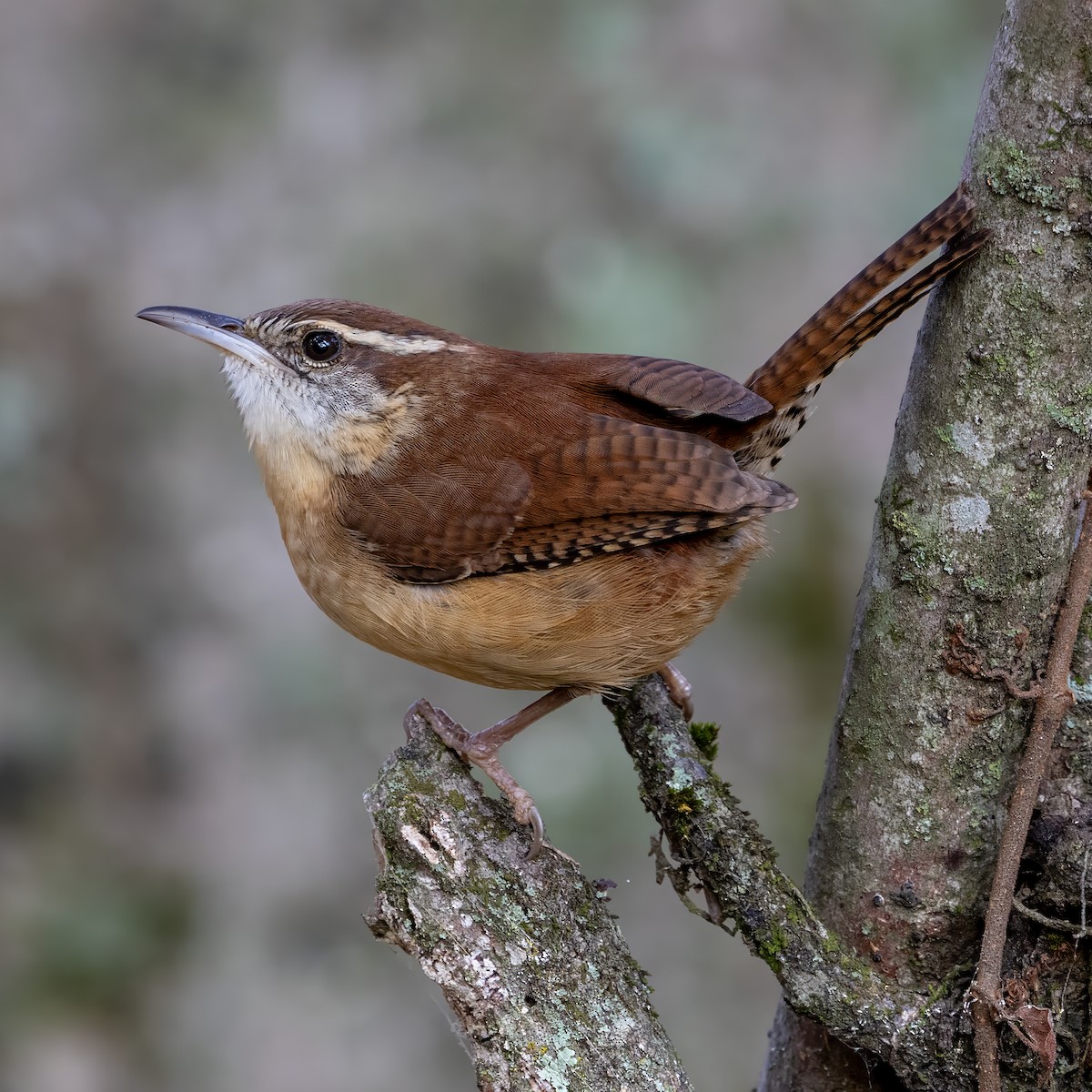 Carolina Wren - ML645331579