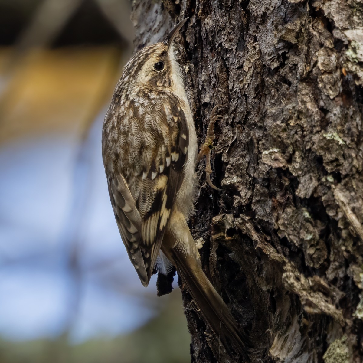 Brown Creeper - ML645331586