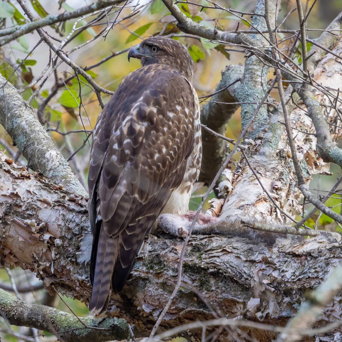 Red-tailed Hawk (borealis) - ML645331597