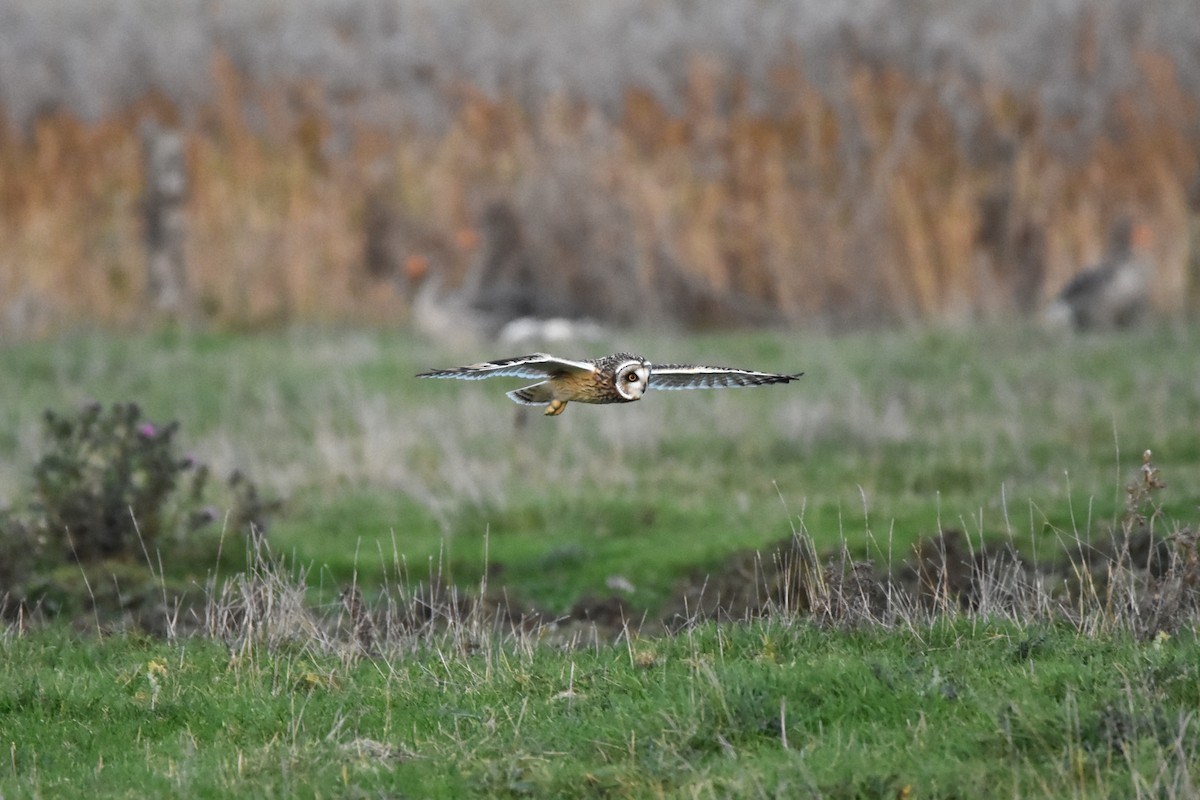 コミミズク - ML645331600