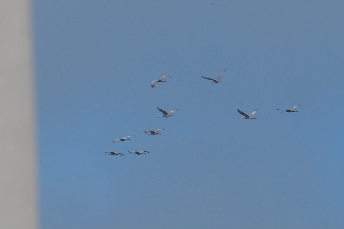 Орог тогоруу - ML645331601